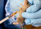 Lassa fever outbreak in Benue state claims 10 lives, infects 45 as health workers among victims