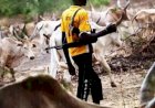 One feared dead, several injured as fresh attacks hit Benue's Sankera axis