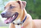 Rabies scare: Suspected infected dog bites 18 in Kano community