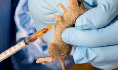 Lassa fever outbreak in Benue state claims 10 lives, infects 45 as health workers among victims