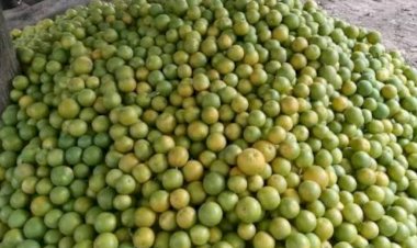 BIPC warns against export of Benue oranges, seeks support for local processing