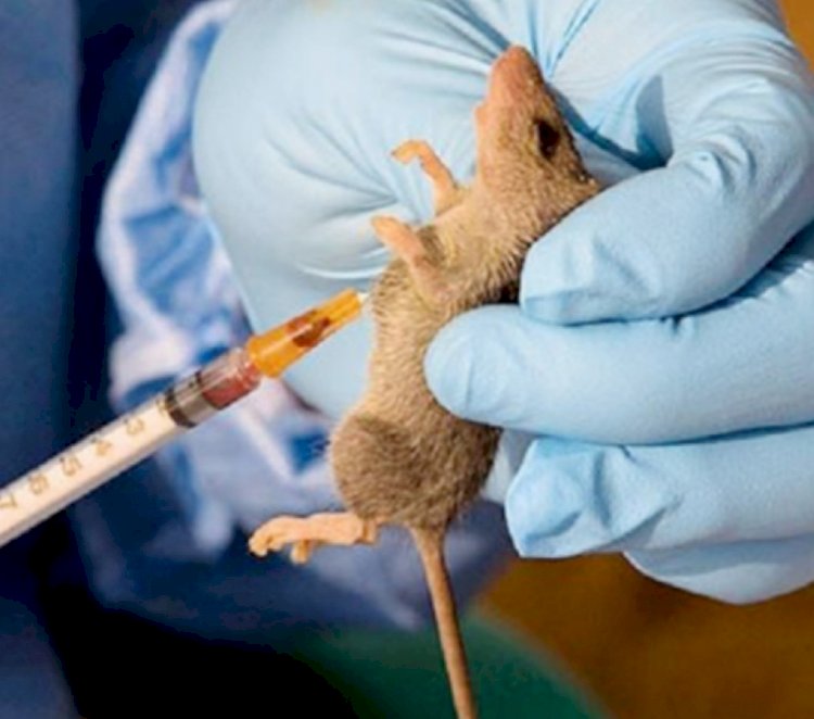 Lassa fever outbreak in Benue state claims 10 lives, infects 45 as health workers among victims